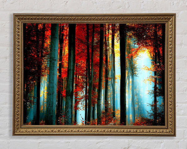Blue Light Through The Orange Woodland Framed Print