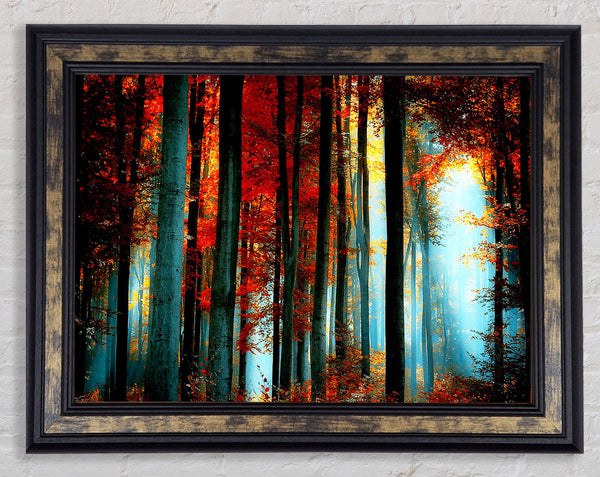 Blue Light Through The Orange Woodland Framed Print