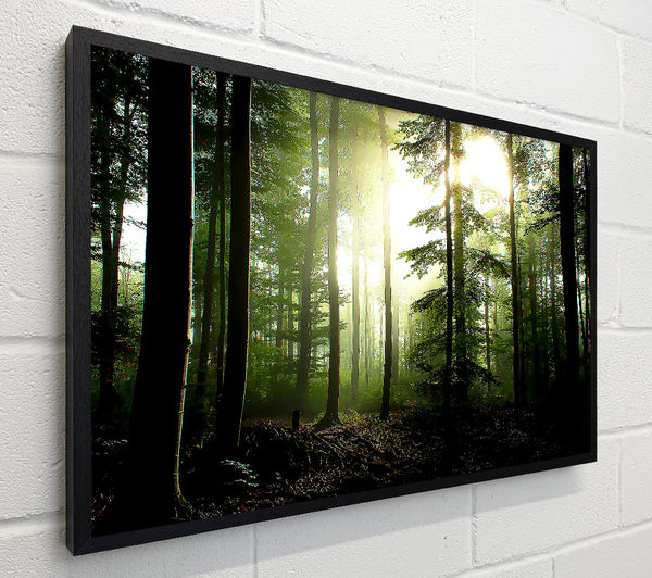 Coniferous Forest