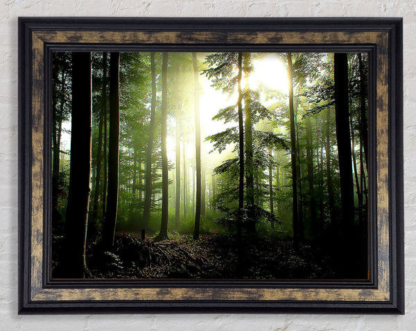 Coniferous Forest Framed Print
