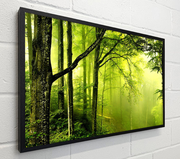 Beautiful Green Forest