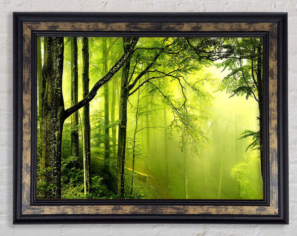 Beautiful Green Forest Framed Print
