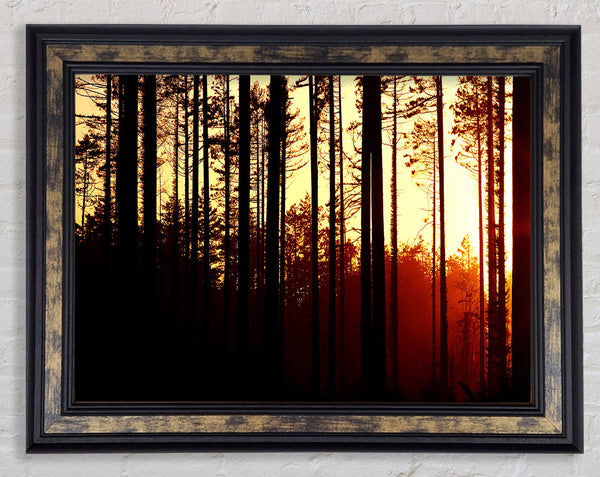 Forest Sunset Framed Print