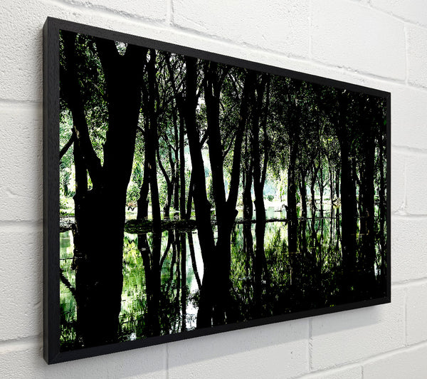 Swamp Forest
