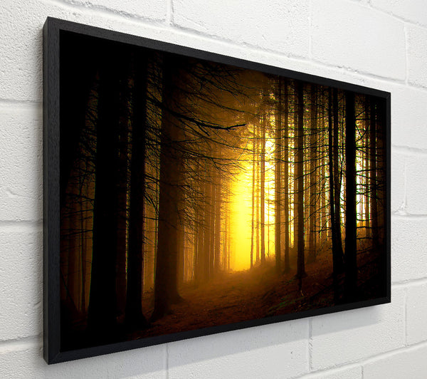 Golden Forest Light