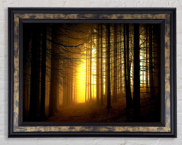 Golden Forest Light Framed Print