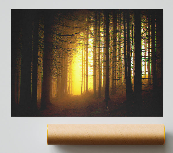 Golden Forest Light Print