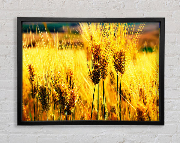 Wheat Field Near The Forest Framed Print
