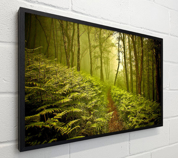 Green Forest Path