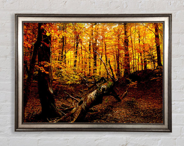 Autumn Forest Seat Framed Print