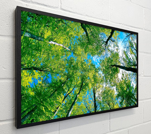 Forest Sky View