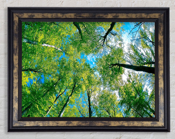 Forest Sky View Framed Print