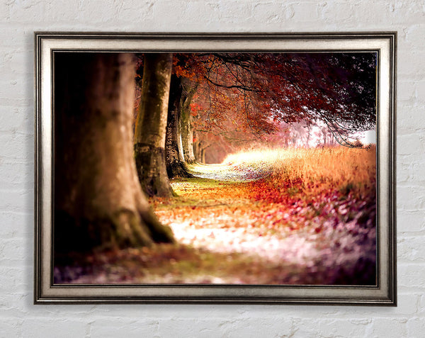 Beech Autumn Trees Framed Print