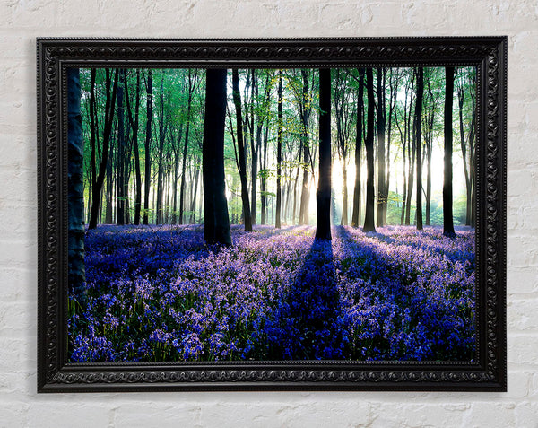 Dawn In Forest Framed Print