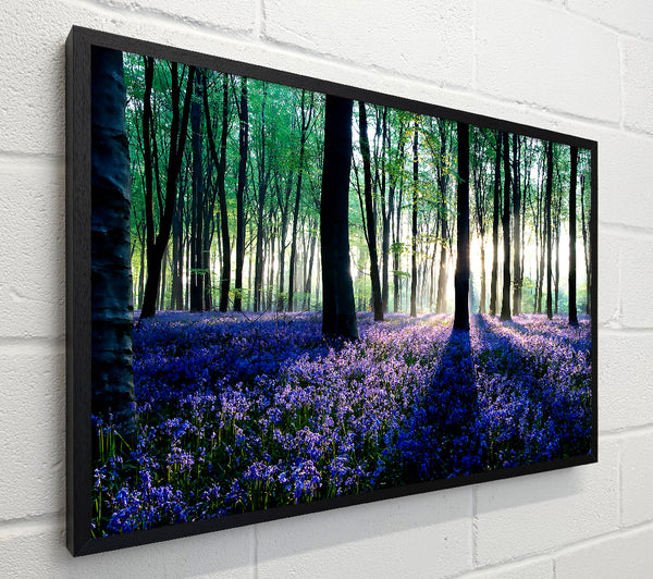 Dawn In Forest