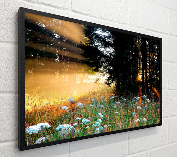 Sunrays Through The Forest Flowers