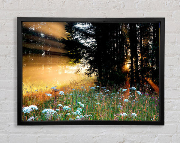 Sunrays Through The Forest Flowers Framed Print