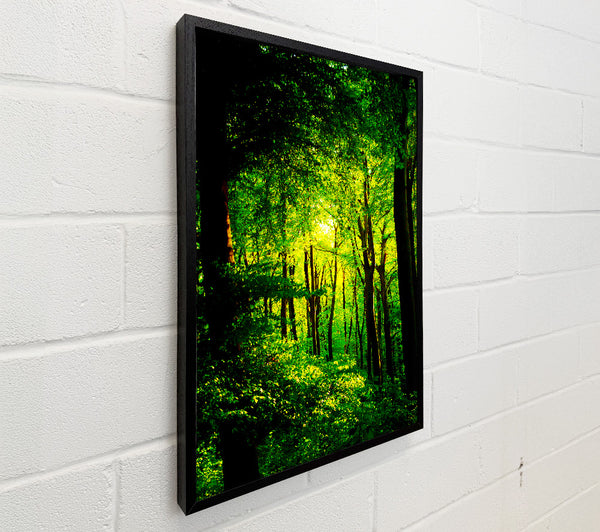 Emerald Forest Walk