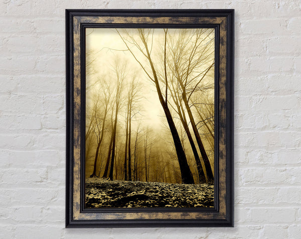 In The Depth Of The Forest Framed Print