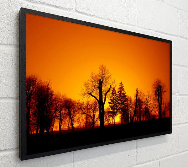 The Forest Aglow