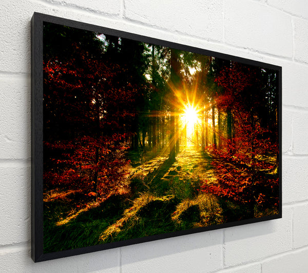 The Beaming Forest Sun