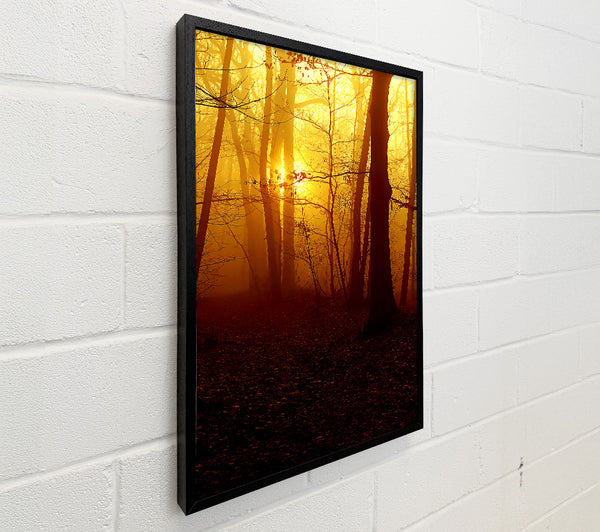 Golden Forest At First Light