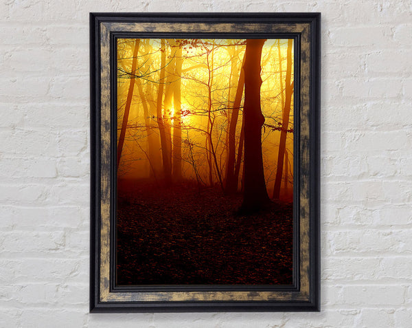 Golden Forest At First Light Framed Print