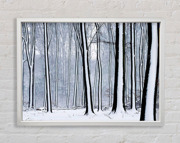Forest Snow Trees