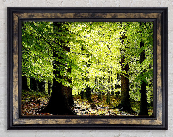 Green Leaves Forest Walk Framed Print