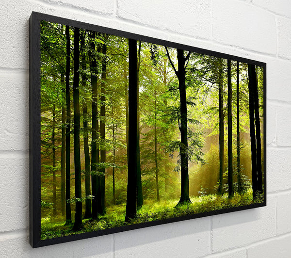 Green Forest Mist