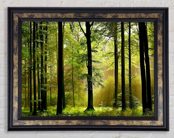 Green Forest Mist Framed Print