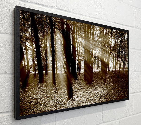 Sun Beams Through The Chocolate Forest
