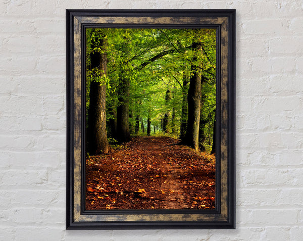 Woodland Path Walk Framed Print