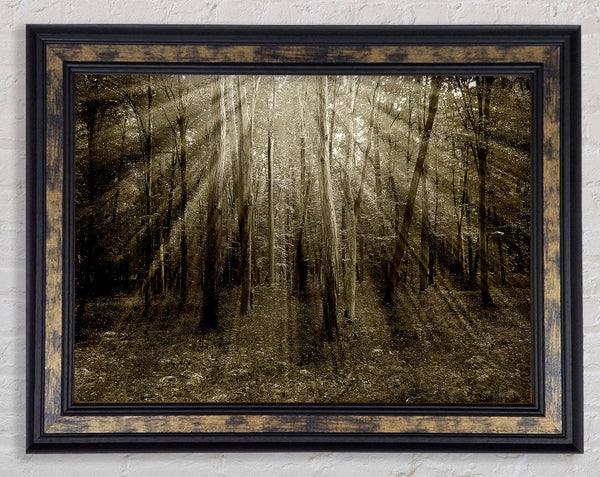 Stunning Chocolate Sunbeams Framed Print
