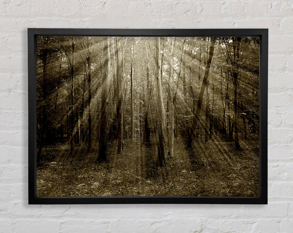 Stunning Chocolate Sunbeams Framed Print