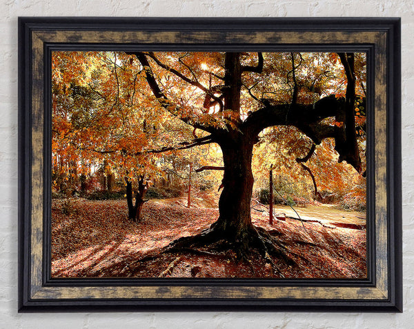In The Depths Of The Old Forest Framed Print