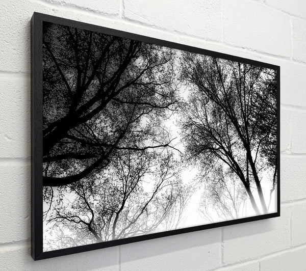Forest Skies B n W