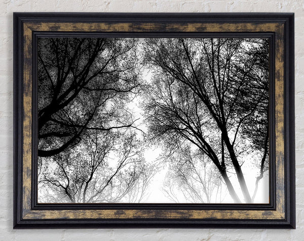 Forest Skies B n W Framed Print