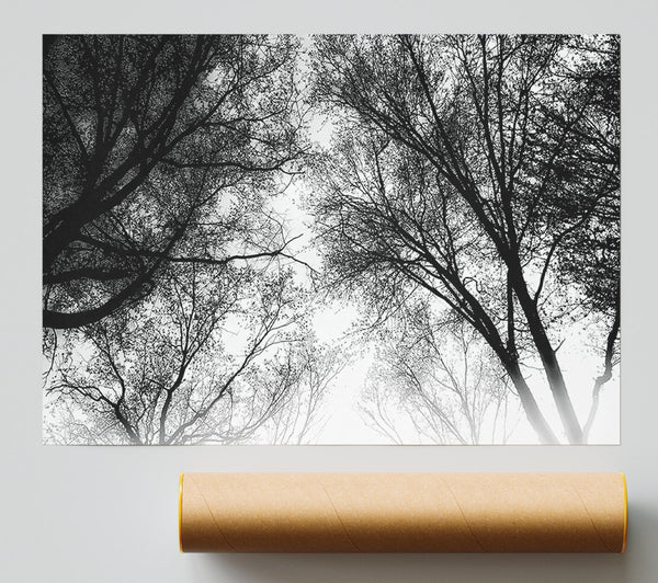 Forest Skies B N W Poster