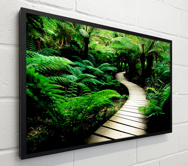 Rainforest Walk