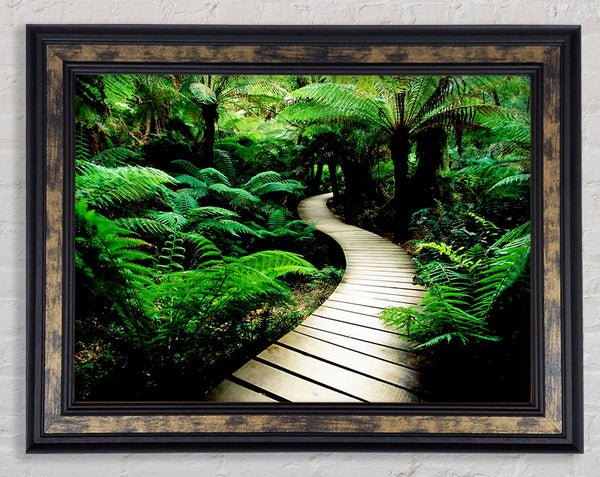 Rainforest Walk Framed Print