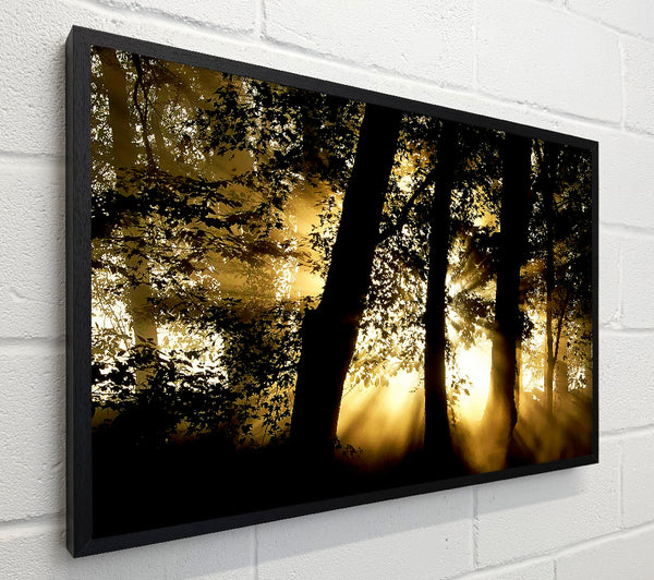 Golden Sun Beam Forest