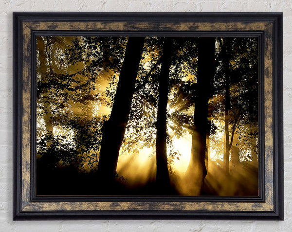 Golden Sun Beam Forest Framed Print