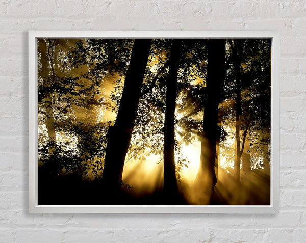 Golden Sun Beam Forest