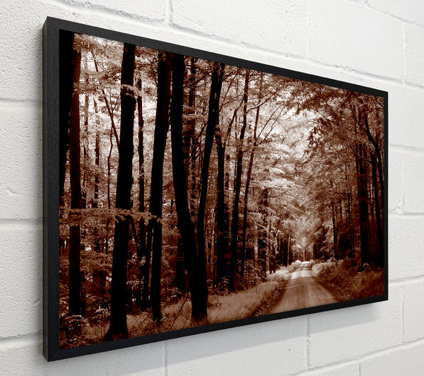 The Brown Forest Road