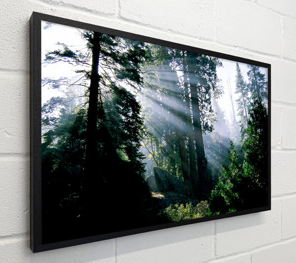 Sunbeams Through The Green Forest