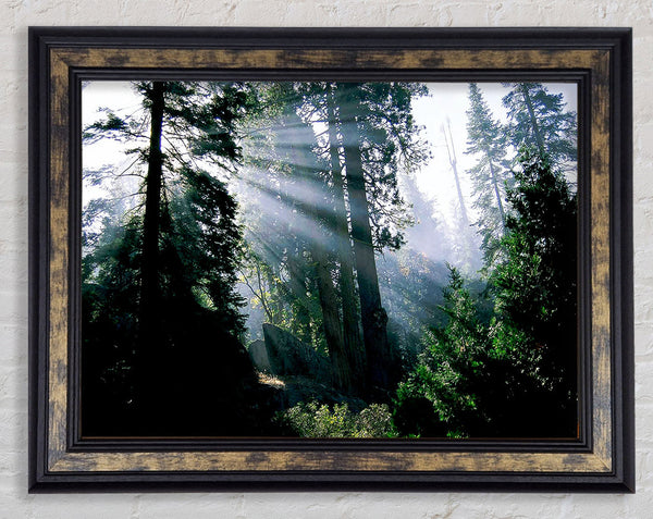 Sunbeams Through The Green Forest Framed Print