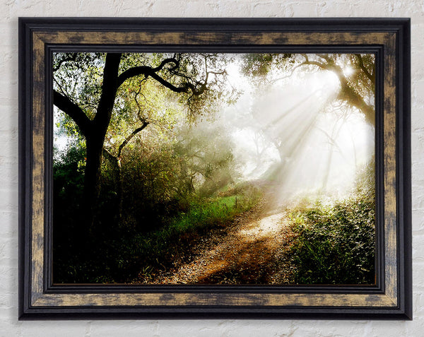 Forest Sunlight Walk Framed Print