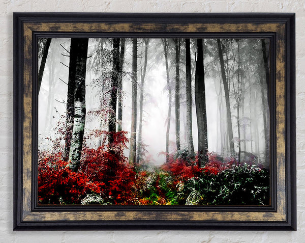 Forest Mist Morning Framed Print