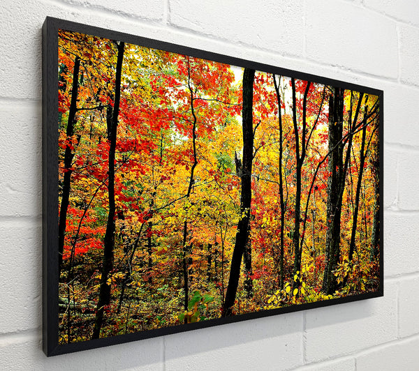 The Rainbow Of The Autumn Forest
